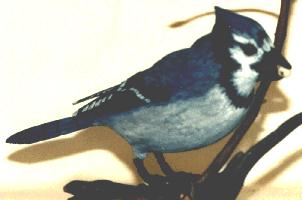 blue jay (other 'songbirds' available)