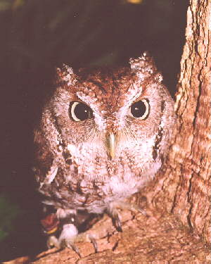 oscar owl at home in the audubon center for birds of prey - maitland florida