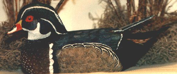 wood duck