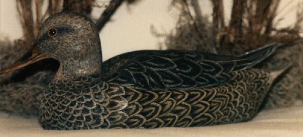 female mallard