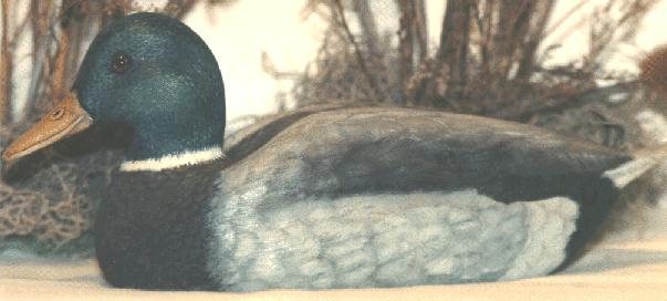 male mallard