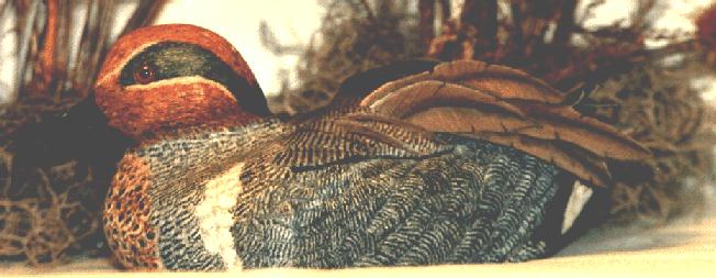 green wing teal