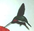 ruby throated hummingbird (male)